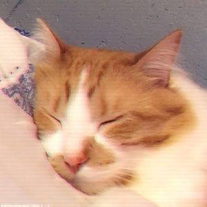 Meet your Posher, Brandin